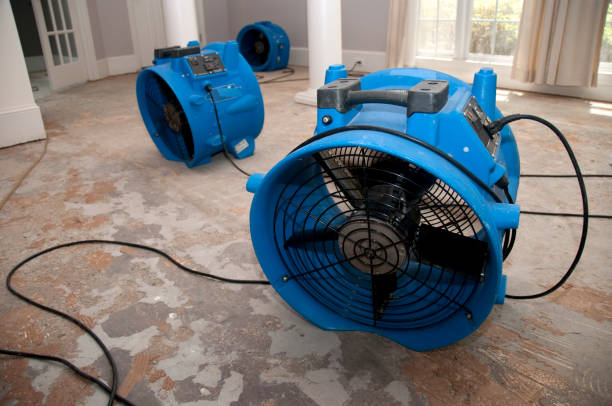 Best Mold removal after water damage  in Glyndon, MN